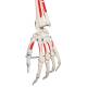 3B Scientific A11 Max the Muscle Skeleton on Pelvic Mounted Roller Stand - 3B Smart Anatomy
