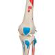 3B Scientific A11-1 Max the Muscle Skeleton on Hanging Roller Stand - 3B Smart Anatomy