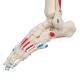 3B Scientific A11-1 Max the Muscle Skeleton on Hanging Roller Stand - 3B Smart Anatomy