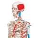 3B Scientific A11 Max the Muscle Skeleton on Pelvic Mounted Roller Stand - 3B Smart Anatomy