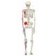 Max the Muscle Skeleton on Pelvic Mounted Roller Stand - 3B Smart Anatomy