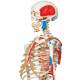 Max the Muscle Skeleton on Pelvic Mounted Roller Stand - 3B Smart Anatomy