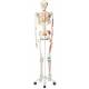 Max the Muscle Skeleton on Pelvic Mounted Roller Stand - 3B Smart Anatomy
