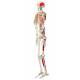 Max the Muscle Skeleton on Pelvic Mounted Roller Stand - 3B Smart Anatomy