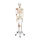 3B Scientific A12 Leo the Ligament Skeleton on Pelvic Mounted Roller Stand - 3B Smart Anatomy