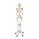 3B Scientific A12 Leo the Ligament Skeleton on Pelvic Mounted Roller Stand - 3B Smart Anatomy