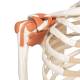 3B Scientific A12 Leo the Ligament Skeleton on Pelvic Mounted Roller Stand - 3B Smart Anatomy