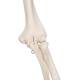 3B Scientific A12 Leo the Ligament Skeleton on Pelvic Mounted Roller Stand - 3B Smart Anatomy