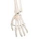 3B Scientific A12 Leo the Ligament Skeleton on Pelvic Mounted Roller Stand - 3B Smart Anatomy