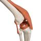 3B Scientific A12 Leo the Ligament Skeleton on Pelvic Mounted Roller Stand - 3B Smart Anatomy