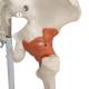 3B Scientific A12 Leo the Ligament Skeleton on Pelvic Mounted Roller Stand - 3B Smart Anatomy