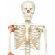 Leo the Ligament Skeleton on Pelvic Mounted Roller Stand - 3B Smart Anatomy