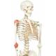 Leo the Ligament Skeleton on Pelvic Mounted Roller Stand - 3B Smart Anatomy