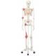 Leo the Ligament Skeleton on Pelvic Mounted Roller Stand - 3B Smart Anatomy