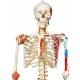 Sam the Super Skeleton with Muscles & Ligaments on Hanging Roller Stand - 3B Smart Anatomy