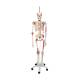 3B Scientific A13/1 Sam the Super Skeleton with Muscles & Ligaments on Hanging Roller Stand - 3B Smart Anatomy