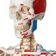 3B Scientific A13/1 Sam the Super Skeleton with Muscles & Ligaments on Hanging Roller Stand - 3B Smart Anatomy