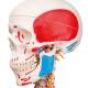 3B Scientific A13/1 Sam the Super Skeleton with Muscles & Ligaments on Hanging Roller Stand - 3B Smart Anatomy