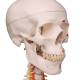 3B Scientific A13/1 Sam the Super Skeleton with Muscles & Ligaments on Hanging Roller Stand - 3B Smart Anatomy