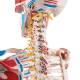 3B Scientific A13/1 Sam the Super Skeleton with Muscles & Ligaments on Hanging Roller Stand - 3B Smart Anatomy