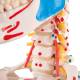 3B Scientific A13/1 Sam the Super Skeleton with Muscles & Ligaments on Hanging Roller Stand - 3B Smart Anatomy