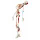 Sam the Super Skeleton with Muscles & Ligaments on Hanging Roller Stand - 3B Smart Anatomy