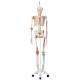 Sam the Super Skeleton with Muscles & Ligaments on Hanging Roller Stand