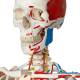 Sam the Super Skeleton with Muscles & Ligaments on Pelvic Mounted Roller Stand - 3B Smart Anatomy