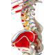 Sam the Super Skeleton with Muscles & Ligaments on Pelvic Mounted Roller Stand - 3B Smart Anatomy