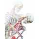 Sam the Super Skeleton with Muscles & Ligaments on Pelvic Mounted Roller Stand - 3B Smart Anatomy