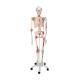 3B Scientific A13 Sam the Super Skeleton with Muscles & Ligaments on Pelvic Mounted Roller Stand