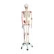 3B Scientific A13 Sam the Super Skeleton with Muscles & Ligaments on Pelvic Mounted Roller Stand