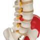 3B Scientific A13 Sam the Super Skeleton with Muscles & Ligaments on Pelvic Mounted Roller Stand