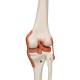 3B Scientific A13 Sam the Super Skeleton with Muscles & Ligaments on Pelvic Mounted Roller Stand