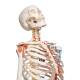 3B Scientific A13 Sam the Super Skeleton with Muscles & Ligaments on Pelvic Mounted Roller Stand