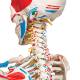 3B Scientific A13 Sam the Super Skeleton with Muscles & Ligaments on Pelvic Mounted Roller Stand