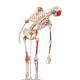 3B Scientific A13 Sam the Super Skeleton with Muscles & Ligaments on Pelvic Mounted Roller Stand