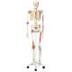 Sam the Super Skeleton with Muscles & Ligaments on Pelvic Mounted Roller Stand - 3B Smart Anatomy