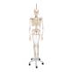 3B Scientific A15 Phil the Physiological Flexible Skeleton on Hanging Roller Stand - 3B Smart Anatomy
