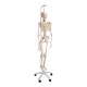 3B Scientific A15 Phil the Physiological Flexible Skeleton on Hanging Roller Stand - 3B Smart Anatomy