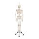 3B Scientific A15 Phil the Physiological Flexible Skeleton on Hanging Roller Stand - 3B Smart Anatomy