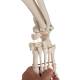 3B Scientific A15 Phil the Physiological Flexible Skeleton on Hanging Roller Stand - 3B Smart Anatomy