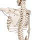 3B Scientific A15 Phil the Physiological Flexible Skeleton on Hanging Roller Stand - 3B Smart Anatomy