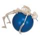 3B Scientific A15 Phil the Physiological Flexible Skeleton on Hanging Roller Stand - 3B Smart Anatomy
