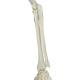 Phil the Physiological Flexible Skeleton on Hanging Roller Stand - 3B Smart Anatomy