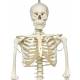 Phil the Physiological Flexible Skeleton on Hanging Roller Stand - 3B Smart Anatomy