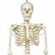 Phil the Physiological Flexible Skeleton on Hanging Roller Stand - 3B Smart Anatomy