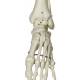 Phil the Physiological Flexible Skeleton on Hanging Roller Stand - 3B Smart Anatomy