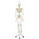 Phil the Physiological Flexible Skeleton on Hanging Roller Stand - 3B Smart Anatomy