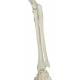 Frank the Functional Flexible Skeleton on Hanging Roller Stand - 3B Smart Anatomy